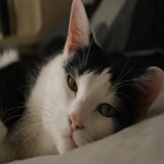 Mister Poser 1